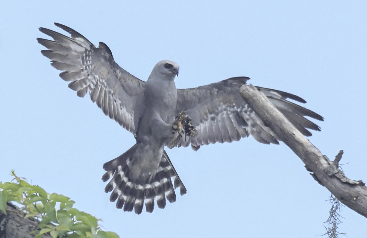 Mississippi Kite - ML637976133