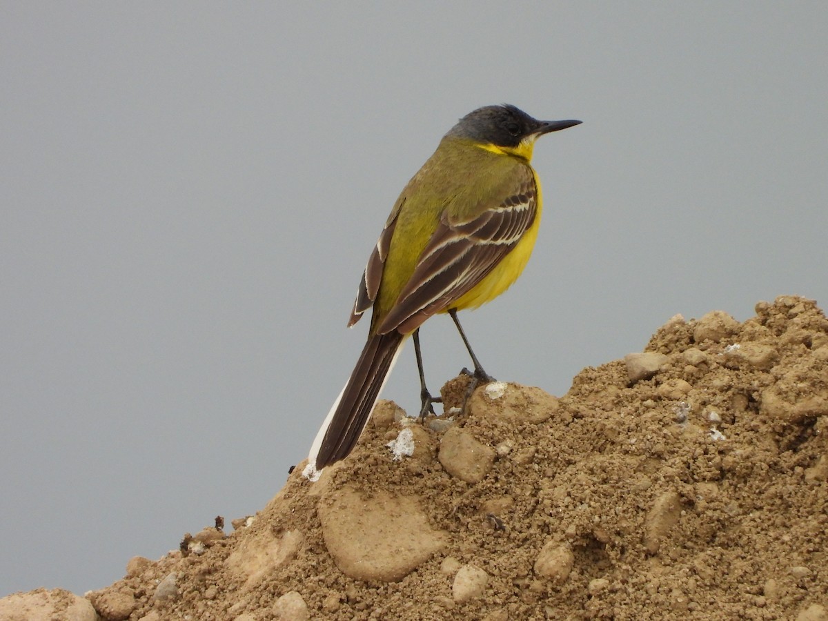 Western Yellow Wagtail (thunbergi) - ML637976140
