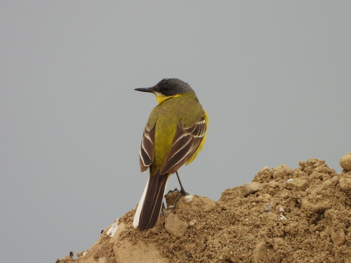 Western Yellow Wagtail (thunbergi) - ML637976141