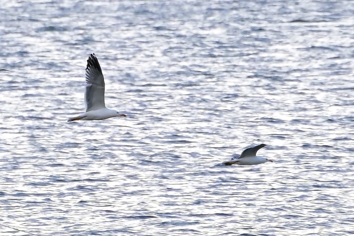 Armenian Gull - ML637976144