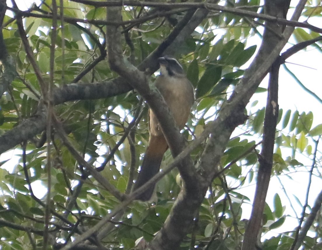 Green-winged Saltator - ML637976146