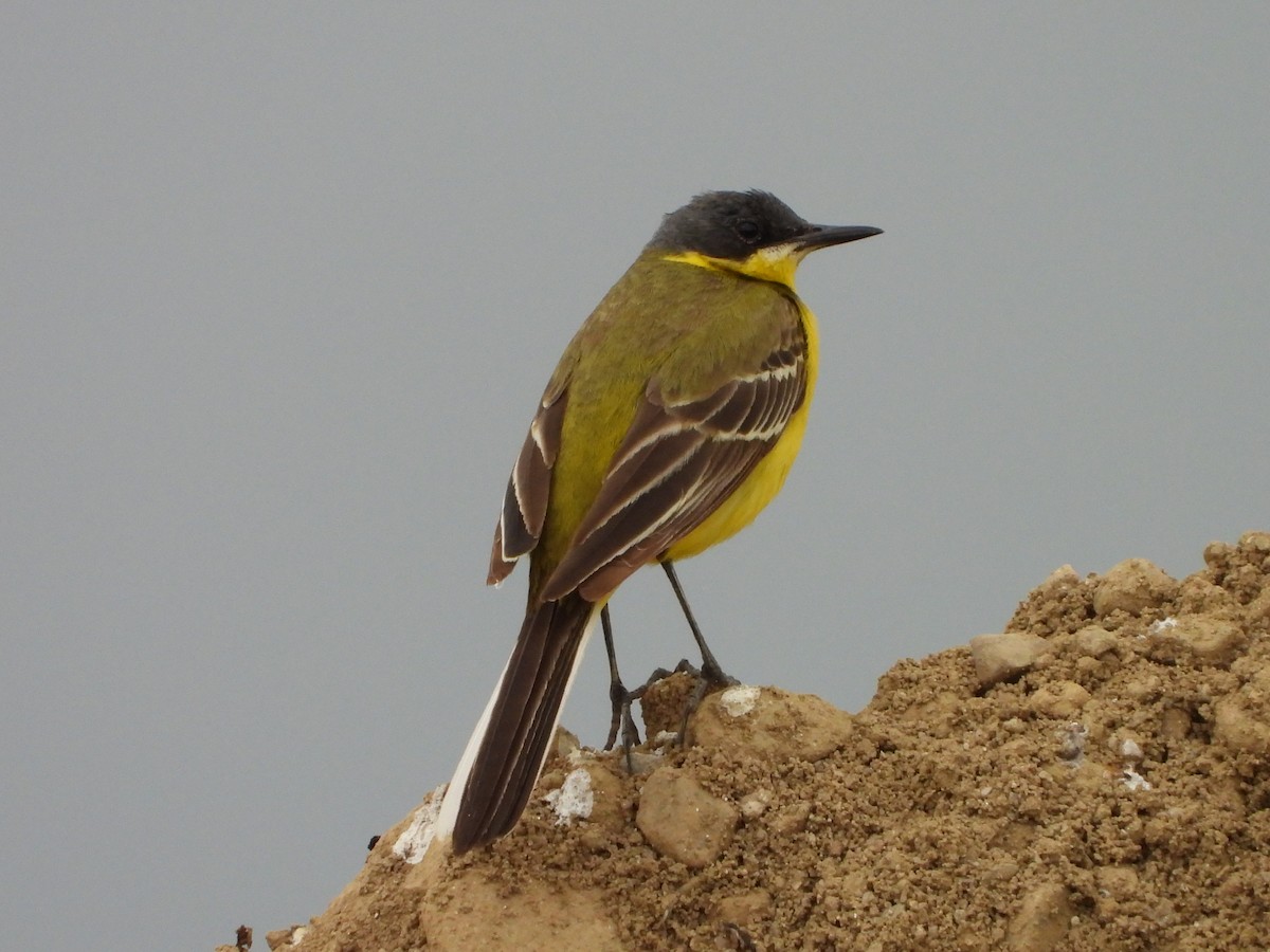 Western Yellow Wagtail (thunbergi) - ML637976156