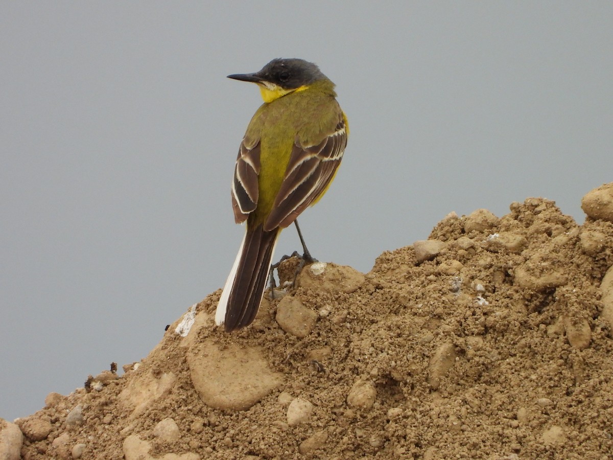 Western Yellow Wagtail (thunbergi) - ML637976165
