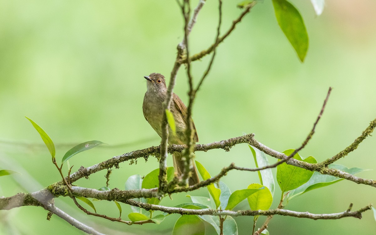 bulbul brýlatý - ML637976166