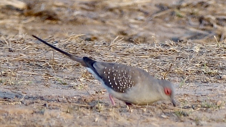 Diamond Dove - ML637976188