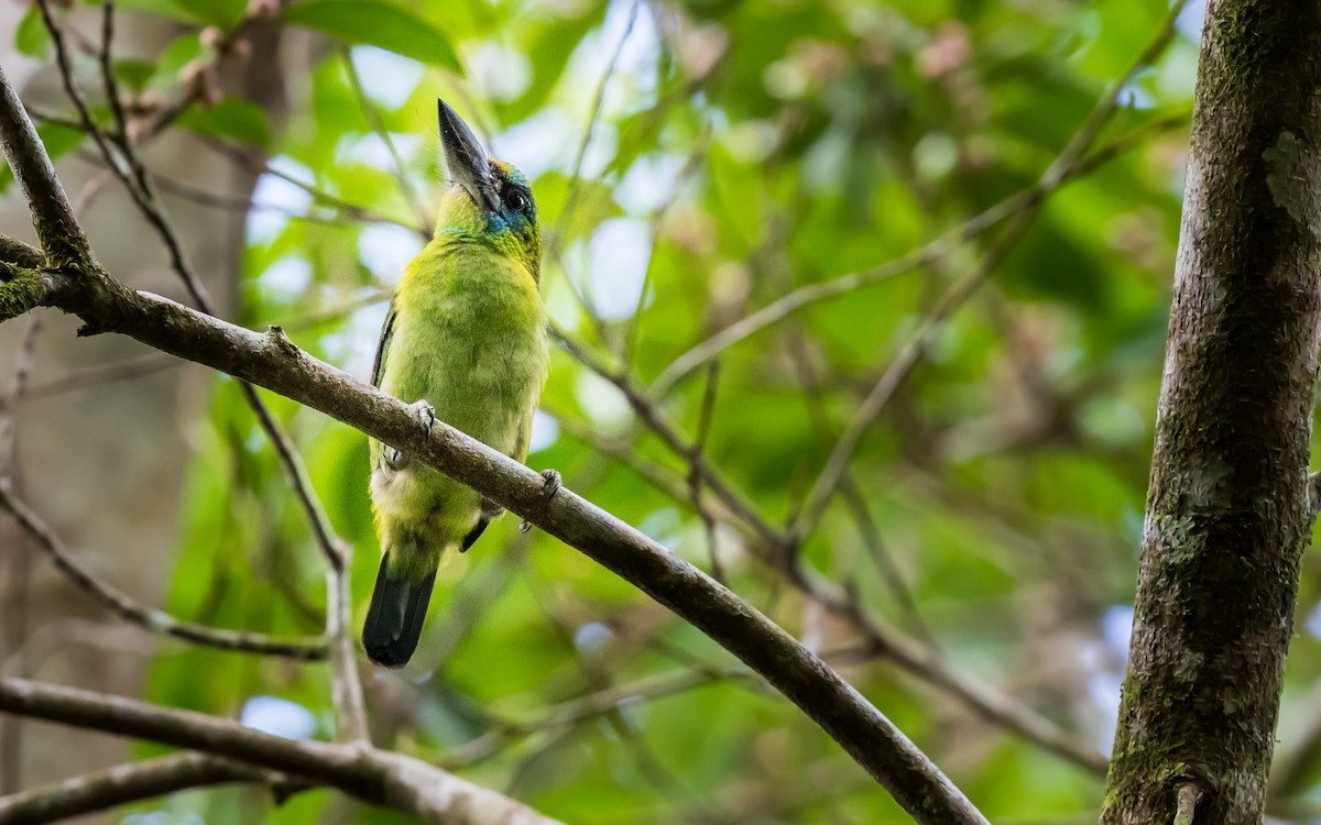Yellow-crowned Barbet - ML637976205