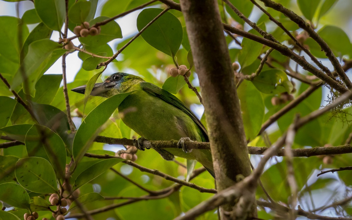 Yellow-crowned Barbet - ML637976206