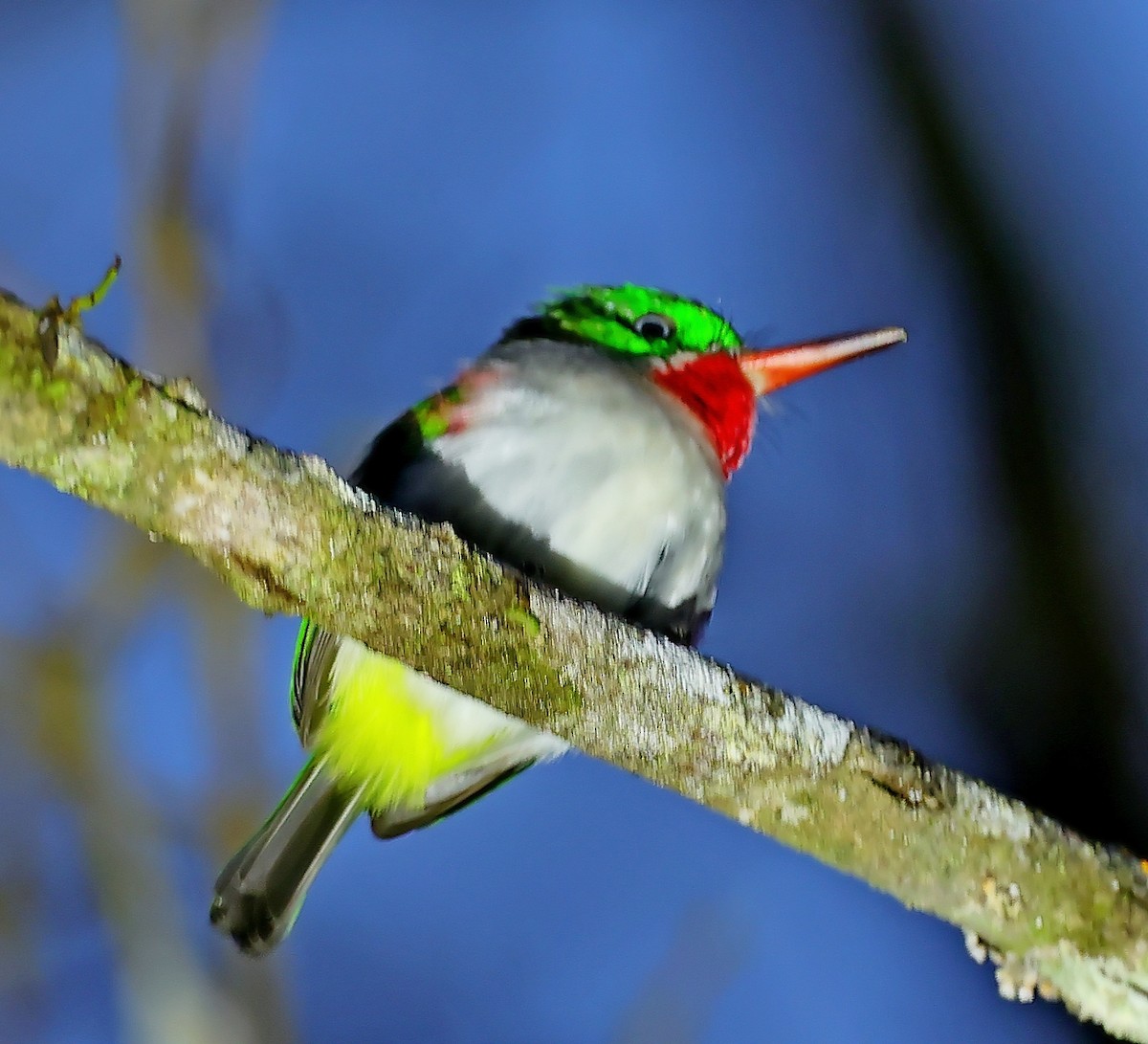 Narrow-billed Tody - ML637976240