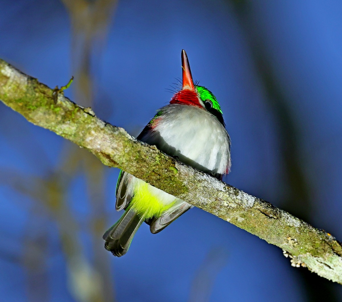 Narrow-billed Tody - ML637976241