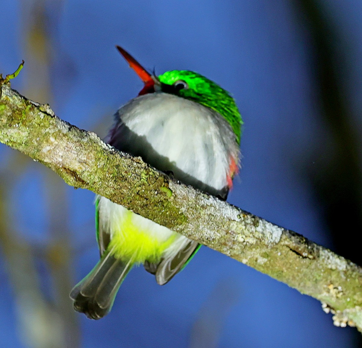 Narrow-billed Tody - ML637976242