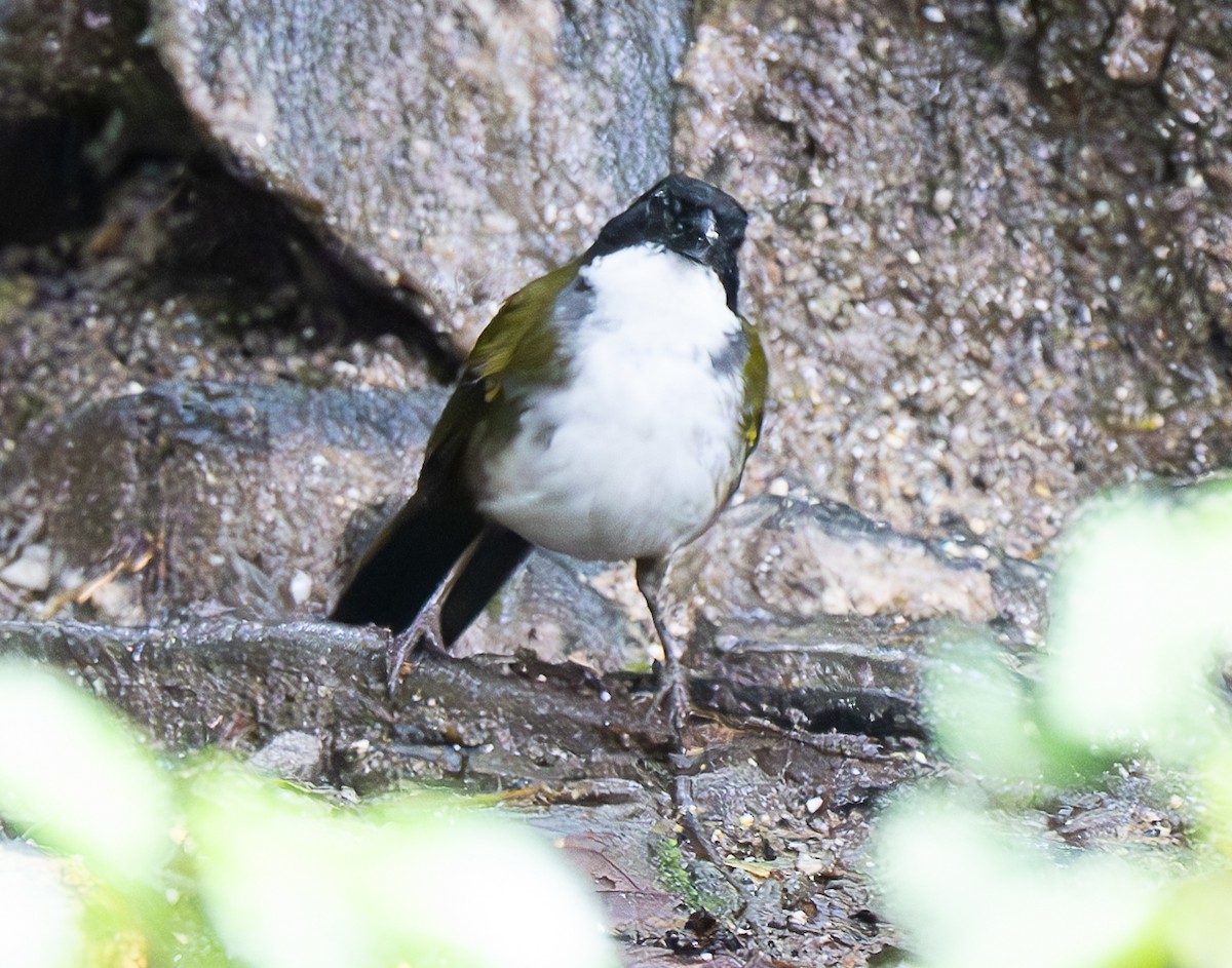 Black-headed Brushfinch - ML637976266