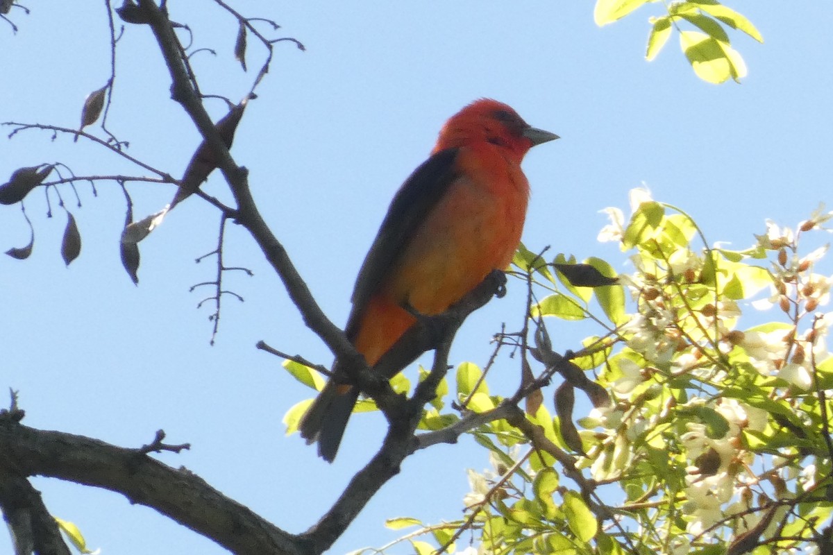 Scarlet Tanager - ML637976291
