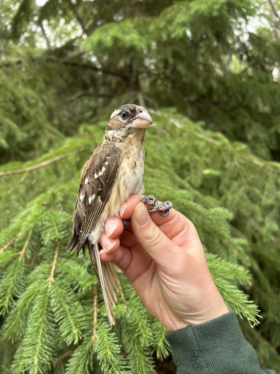 Rose-breasted Grosbeak - ML637976296