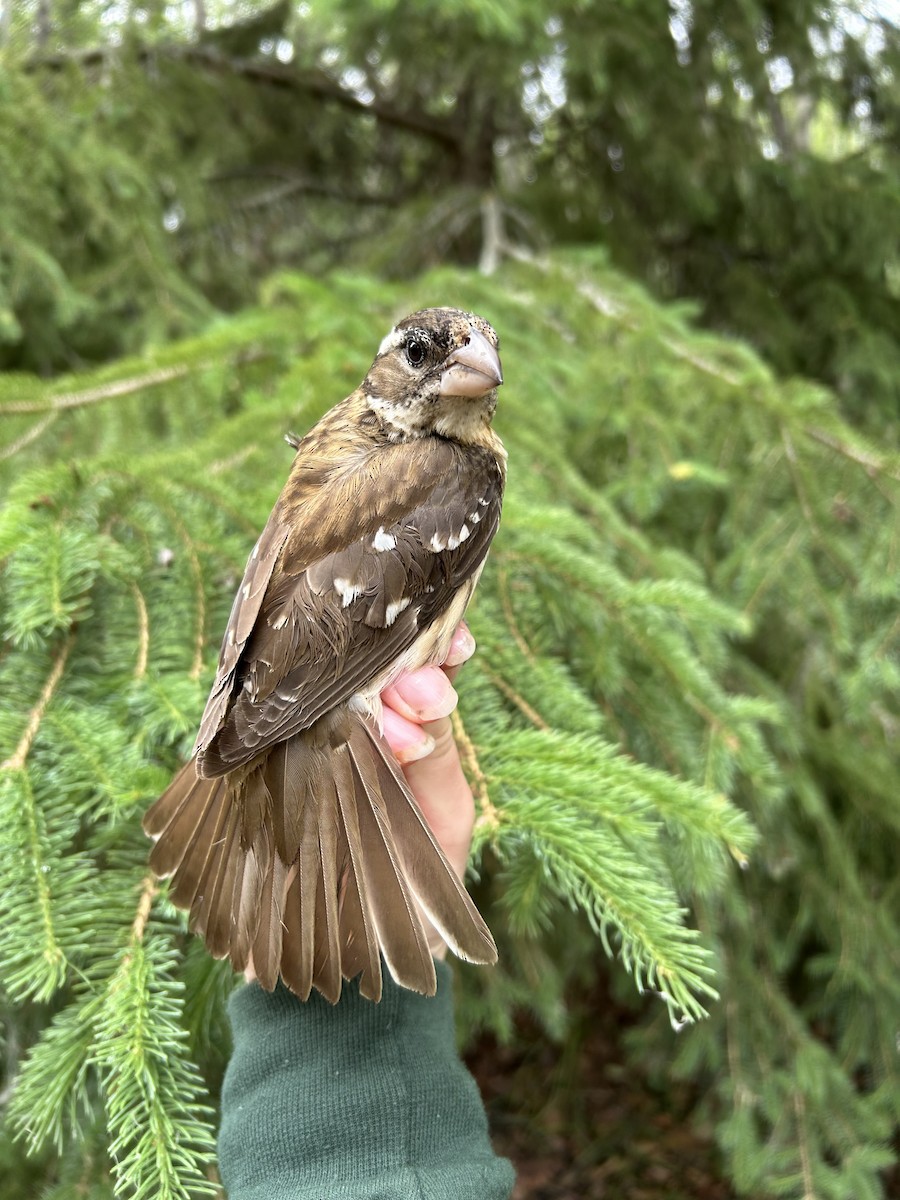 Rose-breasted Grosbeak - ML637976297