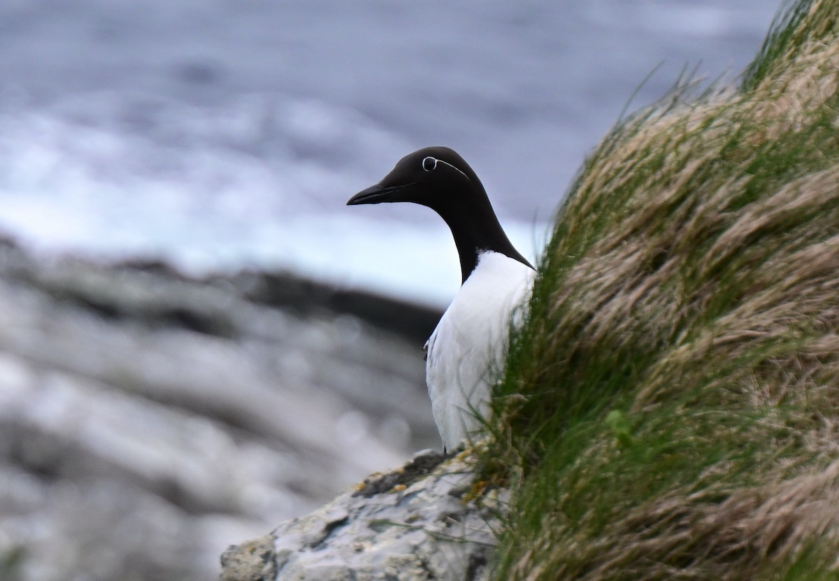 Common Murre - ML637976301