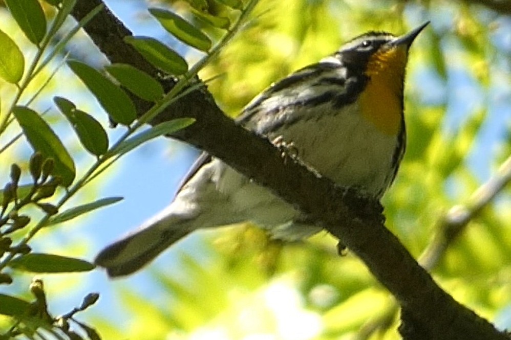 Yellow-throated Warbler - ML637976313