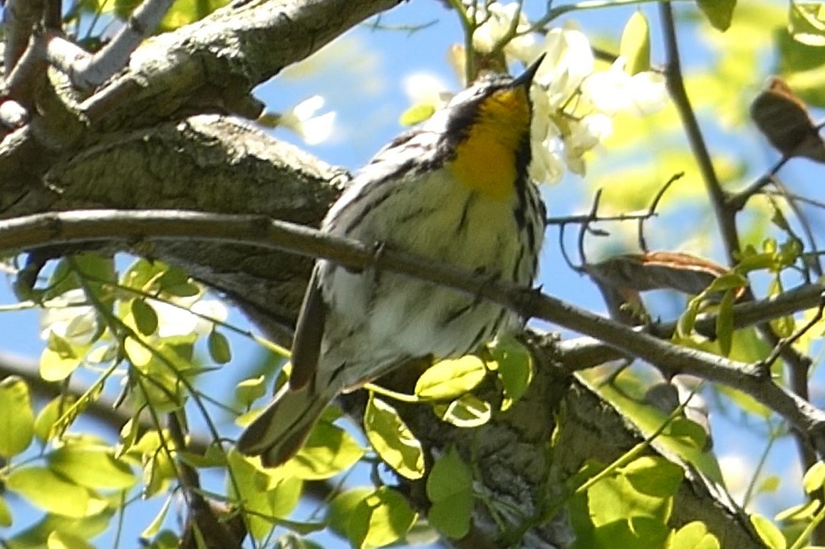 Yellow-throated Warbler - ML637976314