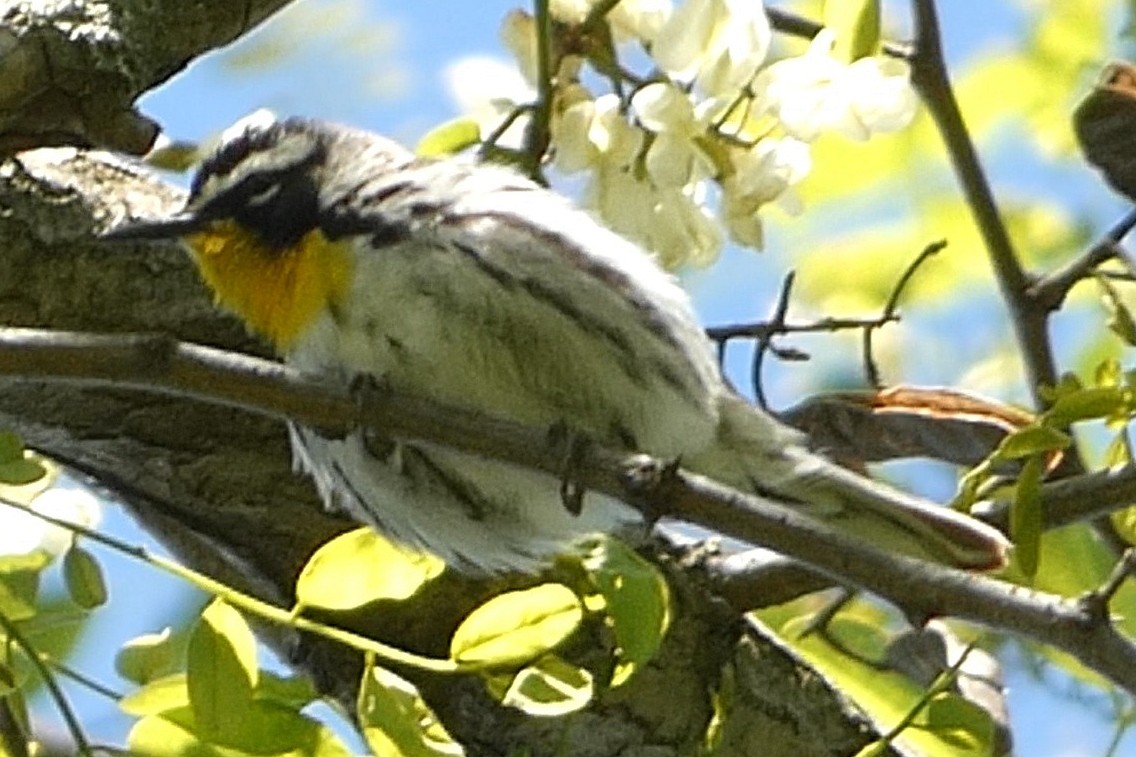 Yellow-throated Warbler - ML637976315