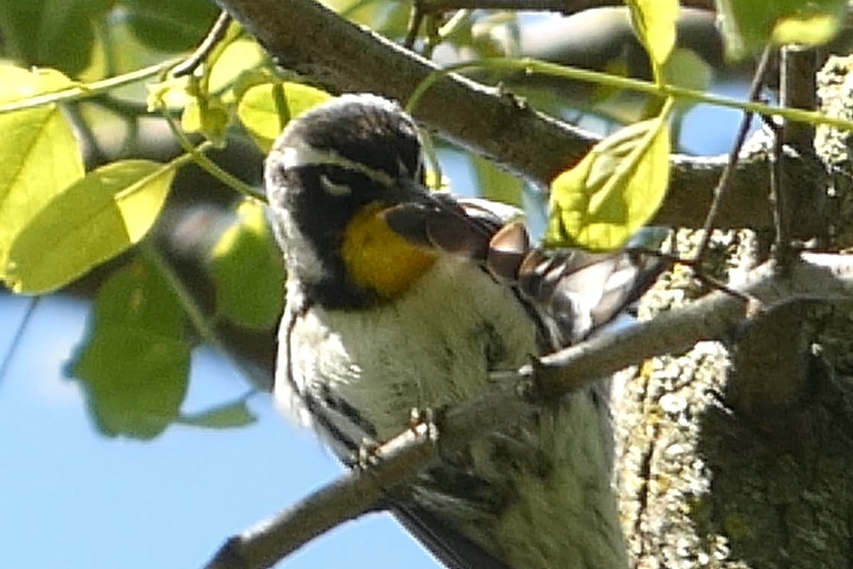 Yellow-throated Warbler - ML637976316