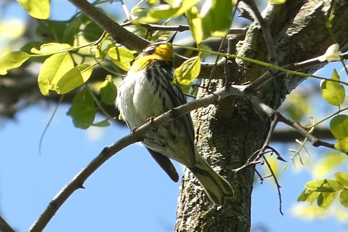 Yellow-throated Warbler - ML637976317