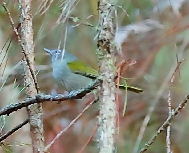 Green-tailed Warbler - ML637976318