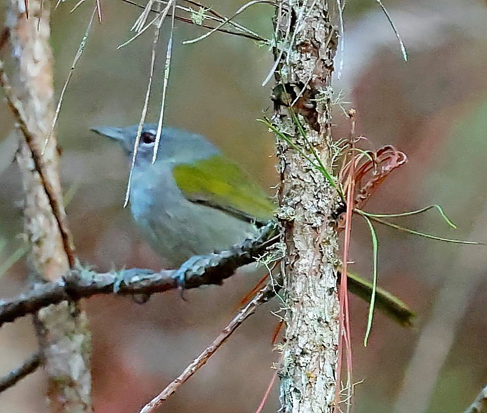 Green-tailed Warbler - ML637976319