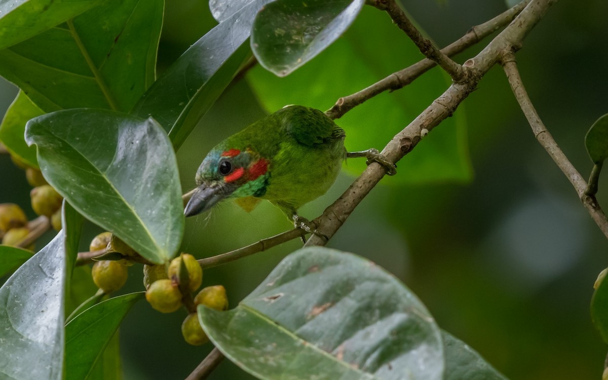 Black-eared Barbet - ML637976324