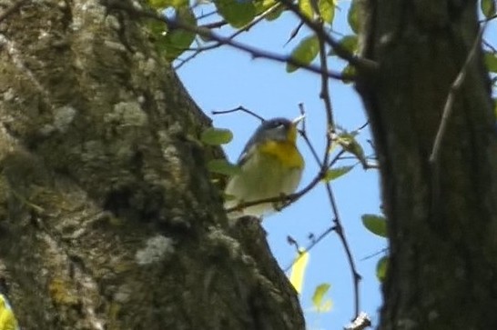 Northern Parula - ML637976342