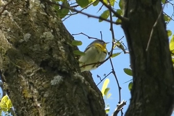 Northern Parula - ML637976343