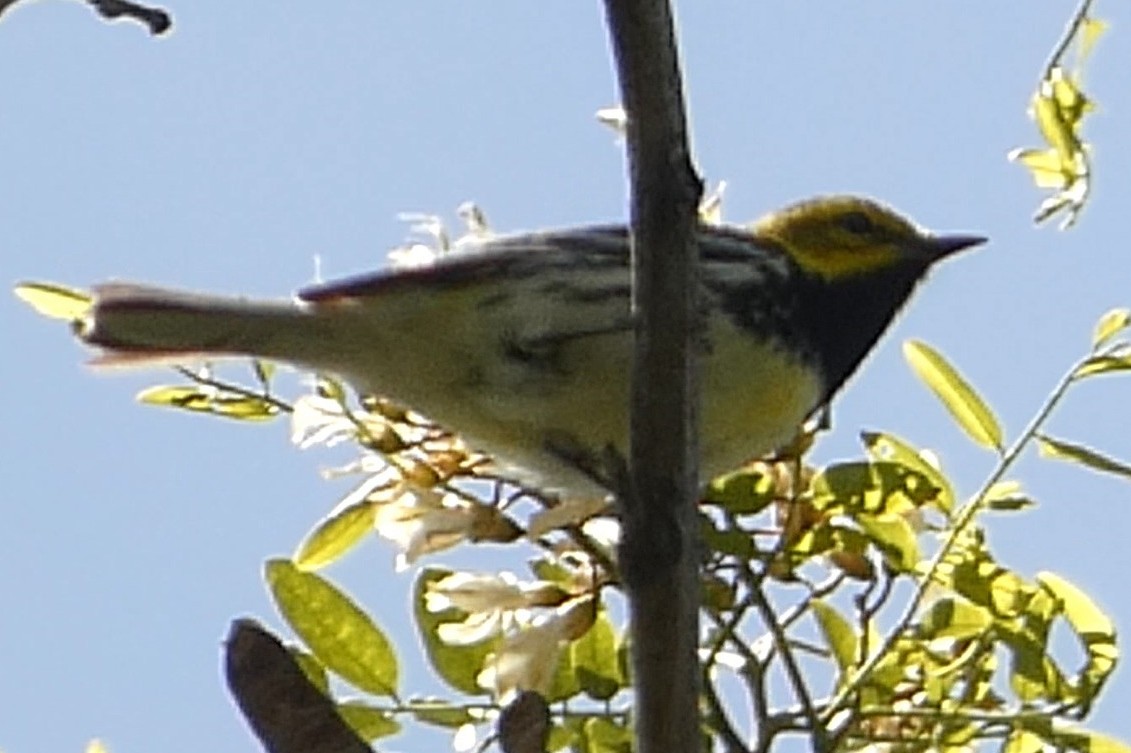 Black-throated Green Warbler - ML637976363