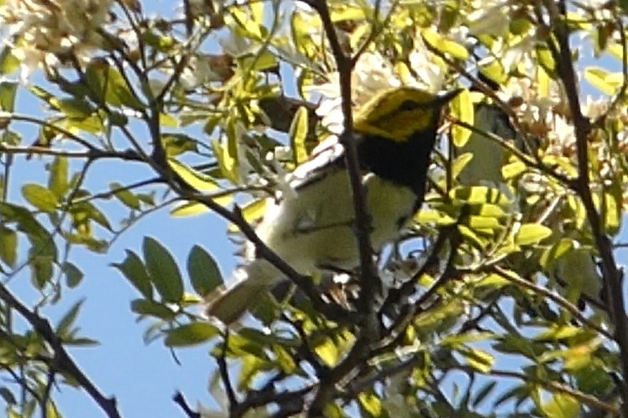 Black-throated Green Warbler - ML637976364