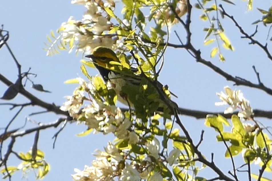 Black-throated Green Warbler - ML637976365
