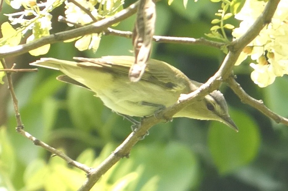 Red-eyed Vireo - ML637976369