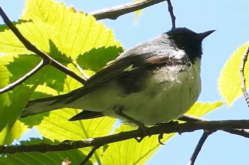 Black-throated Blue Warbler - ML637976381