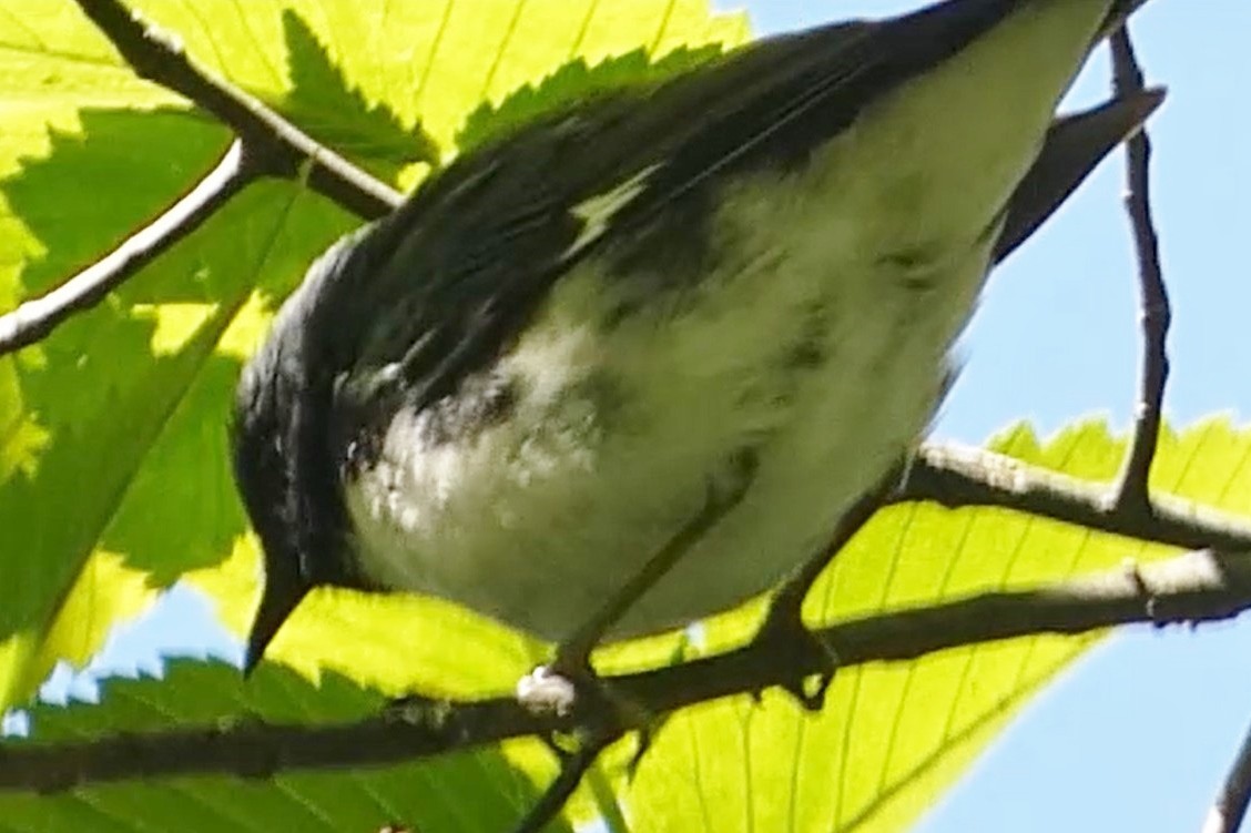 Black-throated Blue Warbler - ML637976382