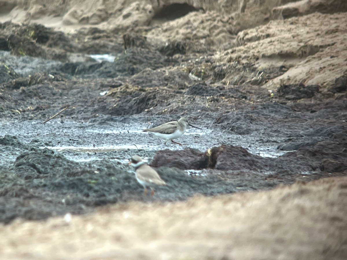 Terek Sandpiper - ML637976416