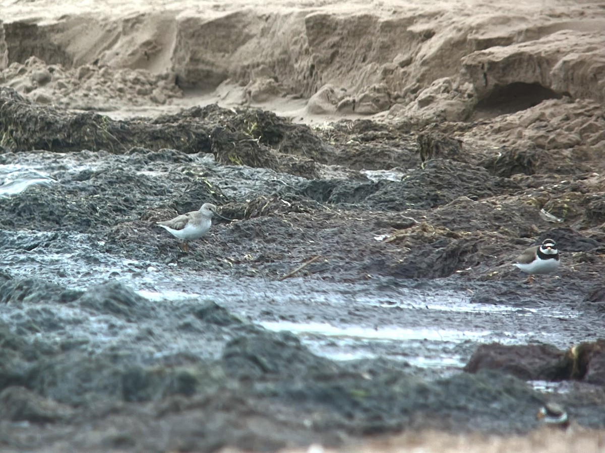 Terek Sandpiper - ML637976417