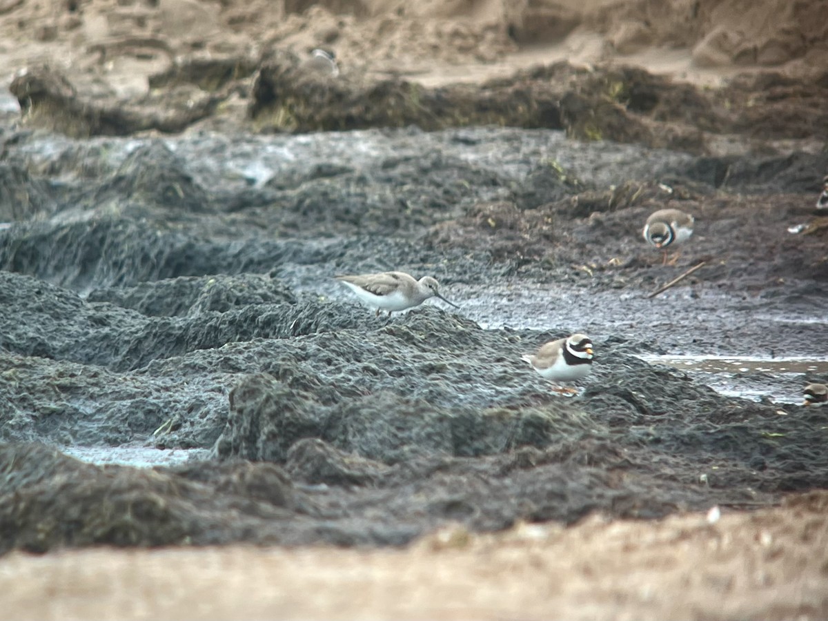 Terek Sandpiper - ML637976418