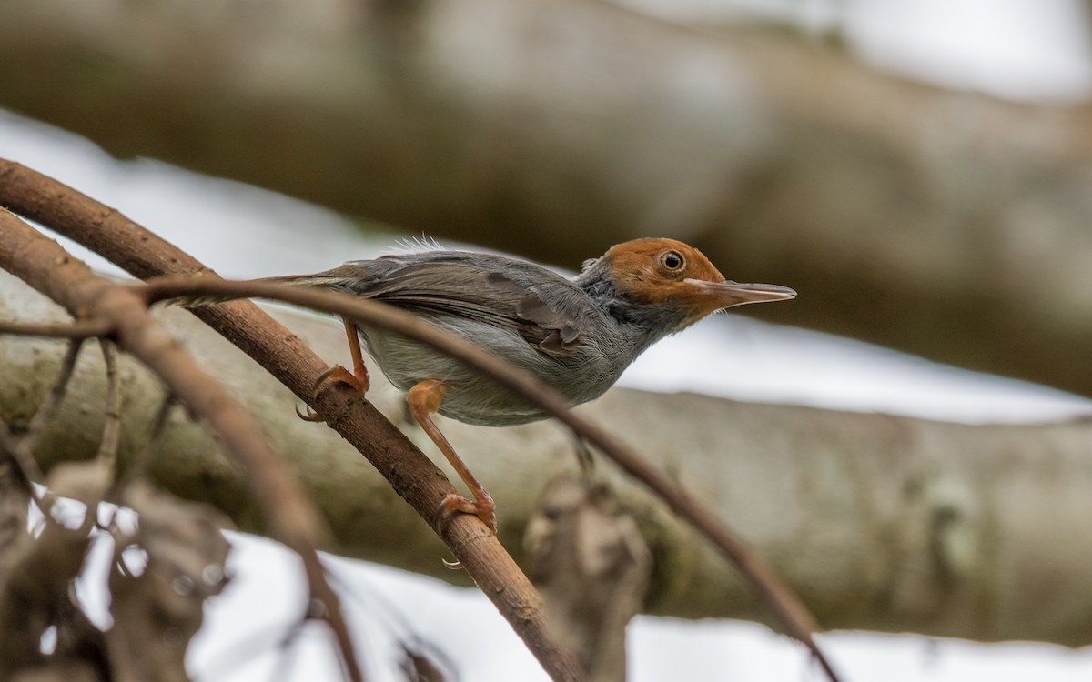 Ashy Tailorbird - ML637976419