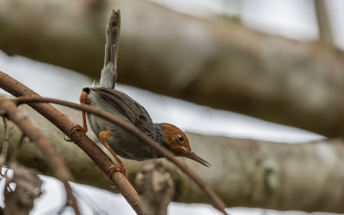 Ashy Tailorbird - ML637976424