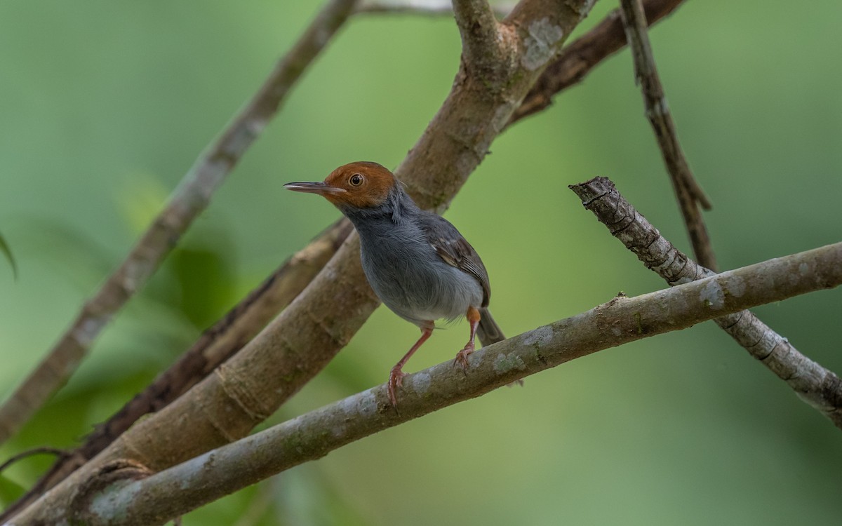 Ashy Tailorbird - ML637976440