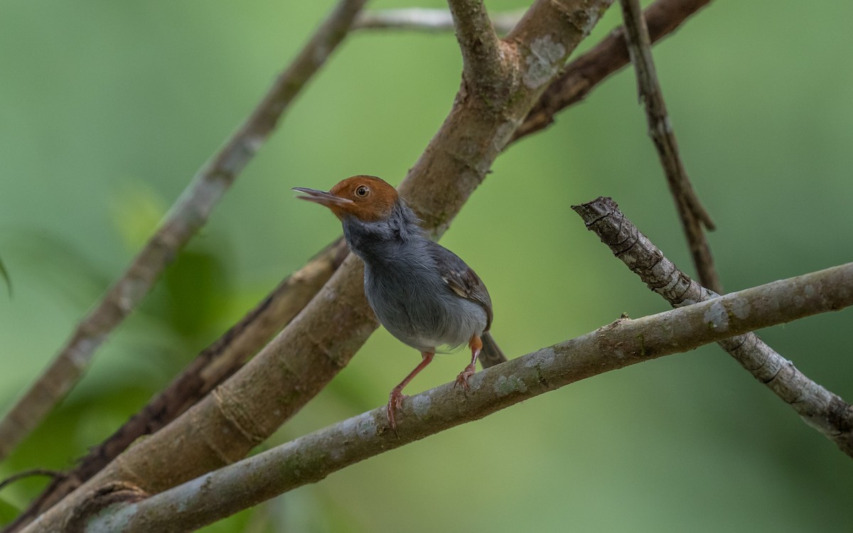 Ashy Tailorbird - ML637976441