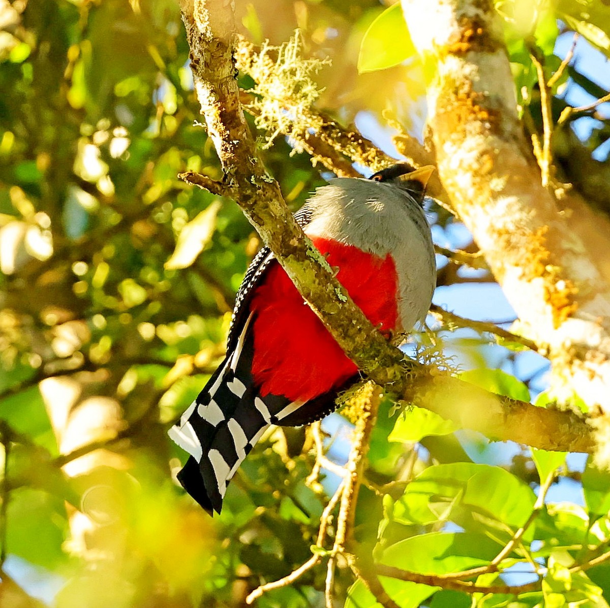 Hispaniolan Trogon - ML637976470