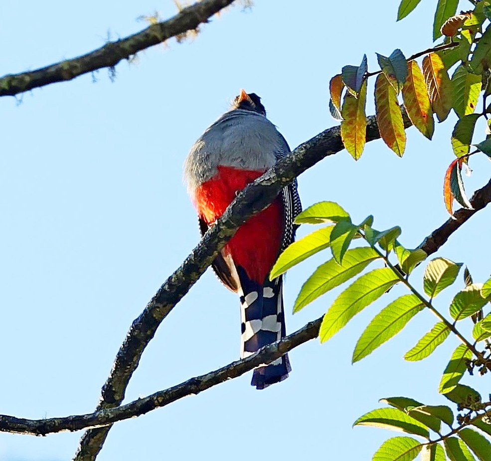 Hispaniolan Trogon - ML637976471