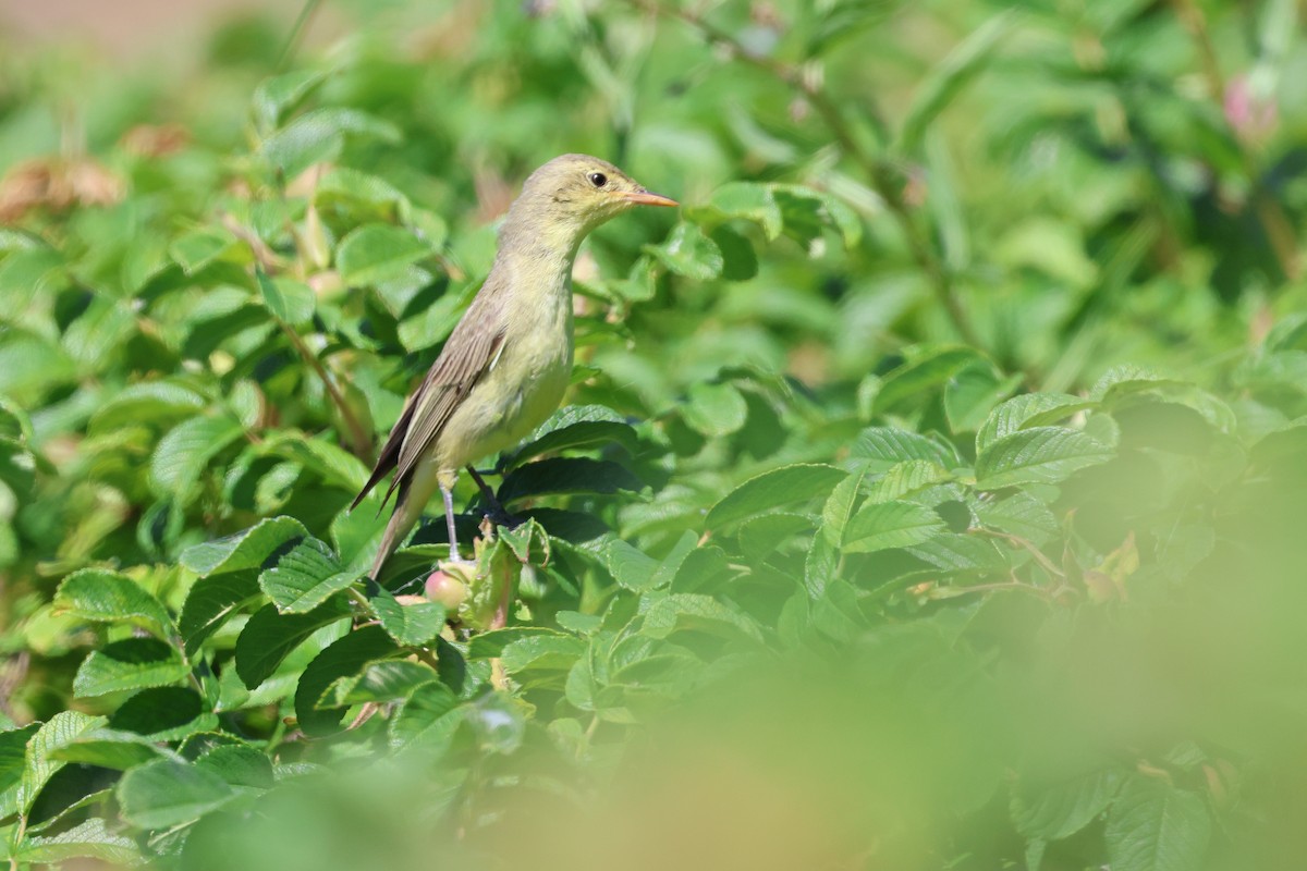 Icterine Warbler - ML637976479
