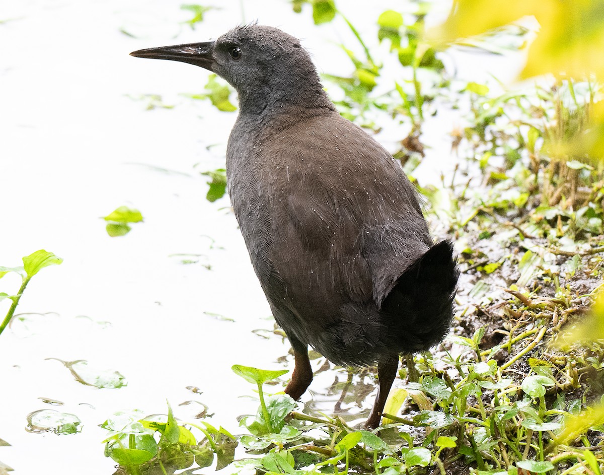 Blackish Rail - ML637976490