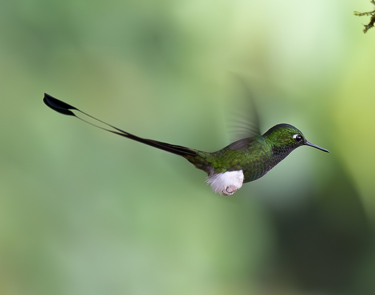 White-booted Racket-tail - ML637976498