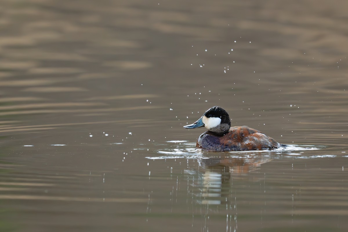 Ruddy Duck - ML637976504