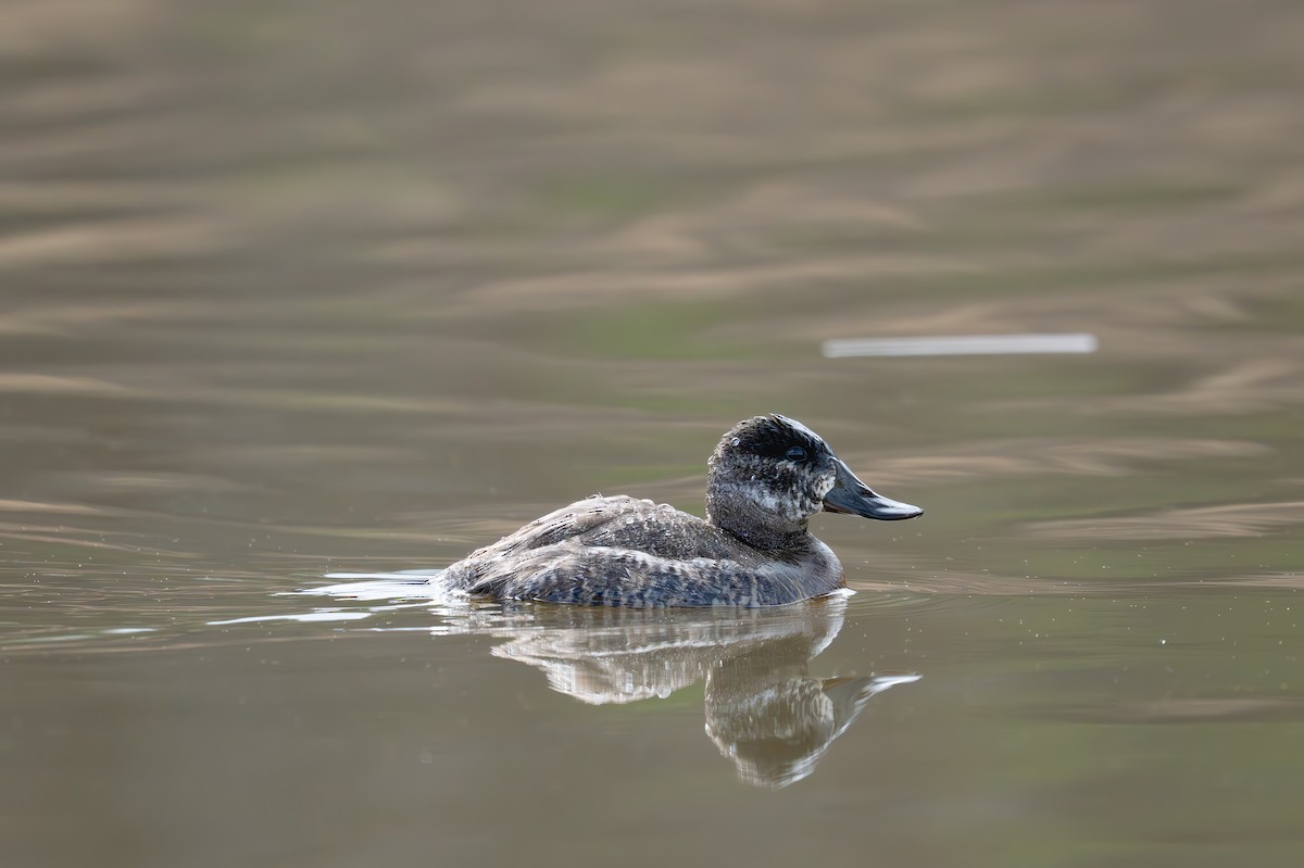 Ruddy Duck - ML637976505