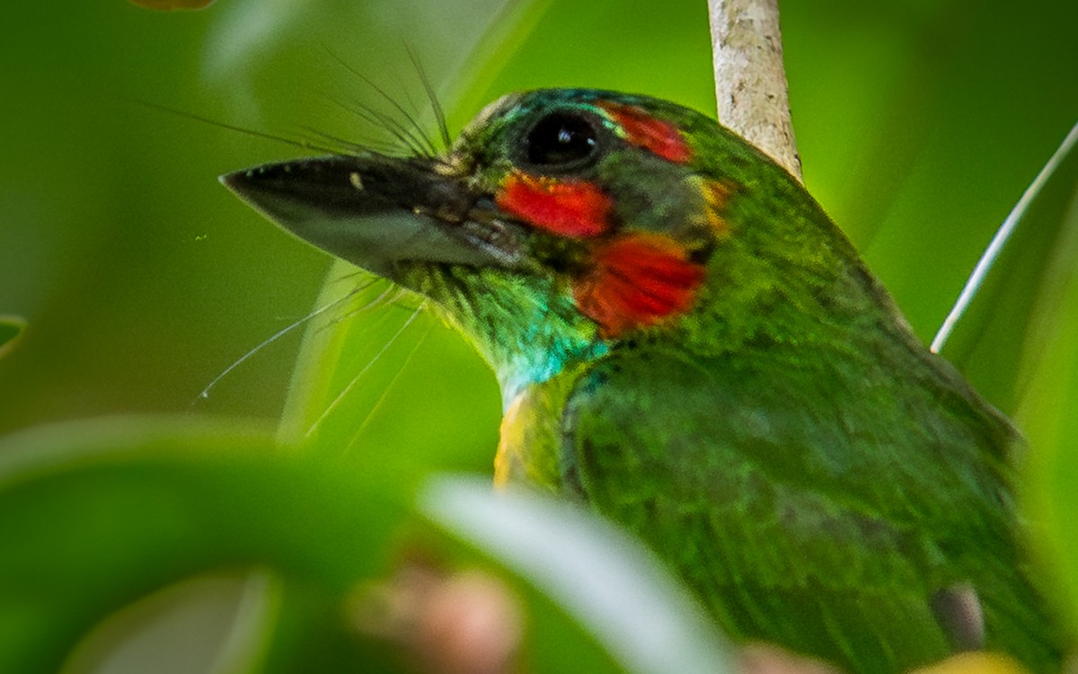 Black-eared Barbet - ML637976516